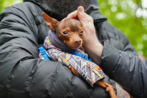 Домашних животных будут вакцинировать в Троицке. Фото: Ксения Догонашева, «Вечерняя Москва»
